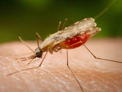 Mosquitoes increased in raigad district; 229 patients of elephantiasis were found | रायगड जिल्ह्यात डासांचा जाच वाढला; हत्तीरोगाचे २२९ रुग्ण आढळले