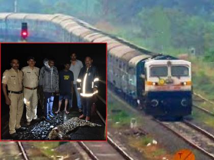 Leopard killed in Matsyagandha Express collision in Ratnagiri | रत्नागिरीत मत्स्यगंधा एक्स्प्रेसच्या धडकेत बिबट्या ठार Leopard killed in Matsyagandha Express collision in Ratnagiri | रत्नागिरीत मत्स्यगंधा एक्स्प्रेसच्या धडकेत बिबट्या ठार