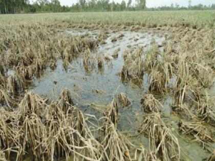 'आमचं आयुष्य शेतीवर, निसर्ग साथ देत नसेल, तर शासनाने आधार द्यावा' अवकाळी पावसाने शेतकरी हवालदिल!