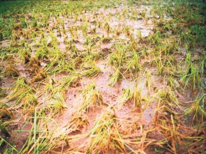 Distribute only documentary help to farmers for rain | अवकाळी पावसाचे शेतकऱ्यांना केवळ कागदोपत्री मदत वाटप