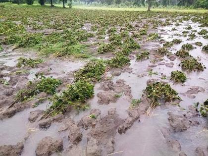 राज्यात पुन्हा अवकाळी पावसाचा फेरा, हातातोंडाशी आलेल्या पिकांवर मारा; जोर वाढण्याची शक्यता, चार-पाच दिवस सावट