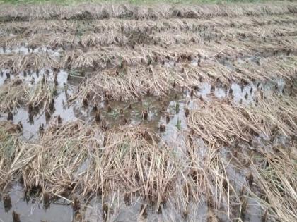 Due to rain in Sindhudurg district, how to harvest water in the fields Impact on rice production | सिंधुदुर्ग जिल्ह्यातून पाऊस हटेना; शेतात चिखल, कापणी करायची कशी?, भात उत्पादनावर होणार परिणाम