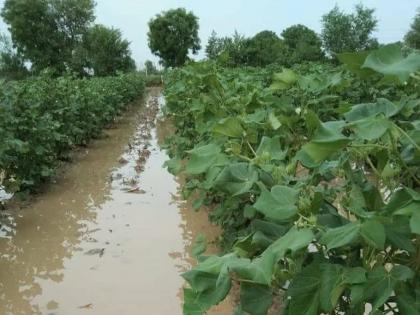 Damage to crops on 7187.8 hectares in Nagpur district | नागपूर जिल्ह्यातील ७१८७.८ हेक्टरवरील पिकांचे नुकसान