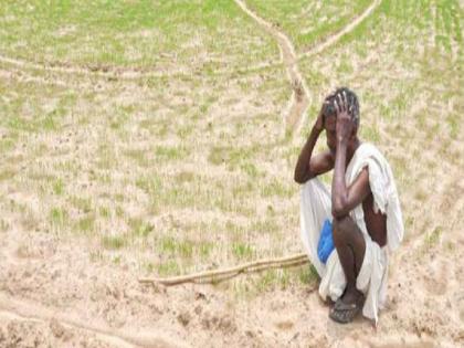 No rain in last 21 days in Kolhapur district; The growth of crops was stunted | वरुणराजा रुसला, कोल्हापुरात गेल्या २१ दिवसांत थेंबही नाही बरसला; पिकांची वाढ खुंटली