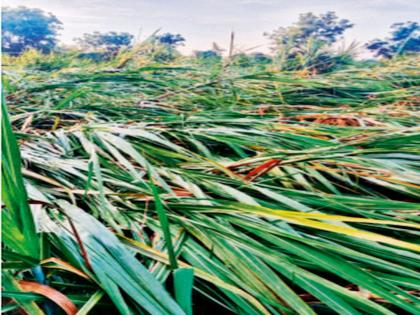 Return rains lashed the state; Damage to orchards including sugarcane, cotton; Five days of rain in Marathwada  | राज्याला परतीच्या पावसाने झोडपले; ऊस, कपाशीसह फळबागांचे नुकसान; मराठवाड्यात पाच दिवस पाऊस 