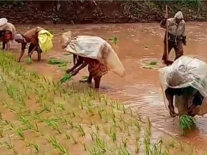 Rains reduced in Ratnagiri, agriculture works in final stage | रत्नागिरीत पावसाची उघडीप, शेतीची कामे अंतिम टप्प्यात