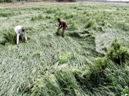 crisis of untimely panchnama winds crop damage due to hailstorm in the state | अवकाळीचे संकट; पंचनामे वाऱ्यावर, राज्यात गारपीटीने पिकांचे नुकसान