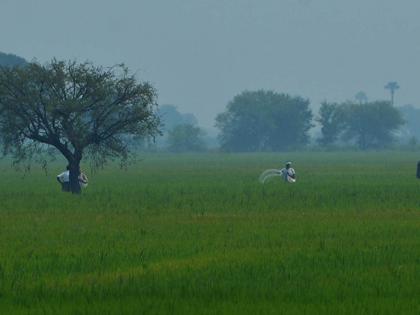 Average exceeded in 165 talukas of Maharashtra, 17 talukas were thirsty; Sown on 34 lakh hectares | महाराष्ट्रातील १६५ तालुक्यांत पावसाने ओलांडली सरासरी, १७ तालुके तहानलेलेच; ३४ लाख हेक्टरवर पेरण्या