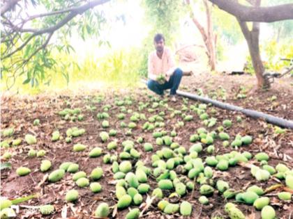 Unseasonal Rain In Maharashtra: During the summer, the crops become soiled | उन्हाळ्यात अवकाळी, पिकांची झाली माती