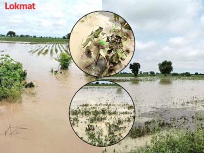 Relief to farmers affected by heavy rains 237 crore fund disbursement approved for relief | अतिवृष्टीमुळे नुकसान झालेल्या शेतकऱ्यांना दिलासा मिळणार; मदतीसाठी २३७ कोटी निधी वितरणाला मान्यता