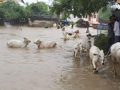 Washim: Bembala river water entered Ladegaon! Attempt to move the animals to a safe place | Washim: लाडेगावात शिरले बेंबळा नदीचे पाणी! जनावरांना सुरक्षित ठिकाणी हलवण्याचा प्रयत्न