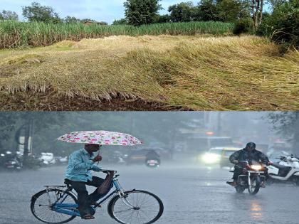 Crops are damaged due to heavy rains and the market is at a standstill ahead of Diwali festival | पावसाचा धुमाकुळ; पिकांचे मोठे नुकसान, दिवाळीच्या तोंडावर बाजारपेठही थंडावली 