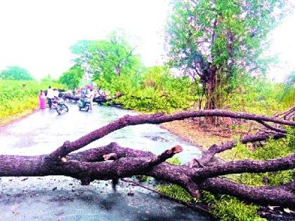 Windy rain in Shirala taluka: trees collapsed in many places, discomfort due to disconnection of power supply | शिराळा तालुक्यात वादळी पाऊस : अनेक ठिकाणी वृक्ष कोसळले, वीजपुरवठा खंडीत झाल्याने गैरसोय