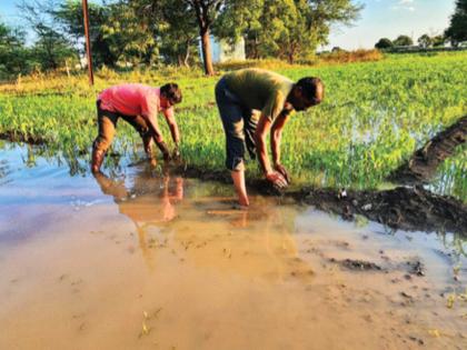 Remaining crops were ruined, Baliraja was in crisis | उरल्यासुरल्या पिकांची झाली नासाडी, बळीराजा संकटात