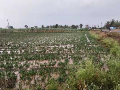 Unseasonal rains : शिरूर तालुक्यात गारपिटीचा तडाखा; ११९५ हेक्टरवरील पिकांचे नुकसान, २०४५ शेतकरी बाधित - Marathi News | Unseasonal rains Hailstorm hits Shirur taluka; Crops damaged on 1195 hectares, 2045 farmers affected | Latest urjaa News at Lokmat.com
