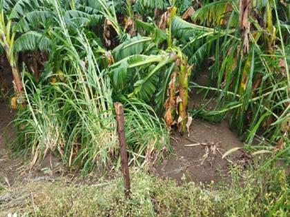  In Hingoli district, unseasonal rains hit Rabi crops and orchards | हिंगोली जिल्ह्यात अवकाळी पावसाचा रब्बी पिकांसह फळबागांना फटका