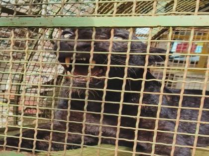 Rescue of black panther trapped in wire in Rajapur | Ratnagiri: राजापुरात तारेत अडकलेल्या ब्लॅक पॅंथरची सुटका