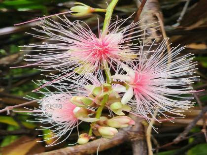 A rare Never flower was found in chunakolvan Ratnagiri | रत्नागिरीतील चुनाकोळवणमध्ये आढळले दुर्मिळ "नेवर" प्रजातीचे फुल