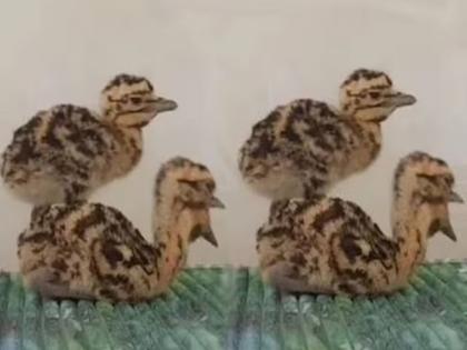 Therefore, the government gave Z Plus security to these puppies, sent them 700 km away from Jaisalmer. | पाकिस्तानविरुद्धच्या संघर्षादरम्यान या पिल्लांना सरकारने दिली झेड प्लस सुरक्षा, ७०० किमी दूर केली रवानगी Therefore, the government gave Z Plus security to these puppies, sent them 700 km away from Jaisalmer. | पाकिस्तानविरुद्धच्या संघर्षादरम्यान या पिल्लांना सरकारने दिली झेड प्लस सुरक्षा, ७०० किमी दूर केली रवानगी