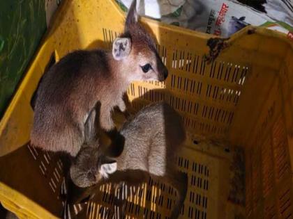 pune news rare chausinga deer live in Rajgad forest Forest department saves two deer | राजगडच्या जंगलात दुर्मीळ चौसिंगा हरणांचे वास्तव्य;दोन पाडसांना वन विभागाकडून जीवदान
