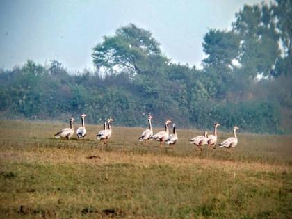 'Foreign Swan' landed in the lake of Sawargaon in In Nagbhid Tehsil | खूशखबर ! विदेशी रुबाबदार ‘राजहंस’ अवतरले सावरगावच्या तलावात !