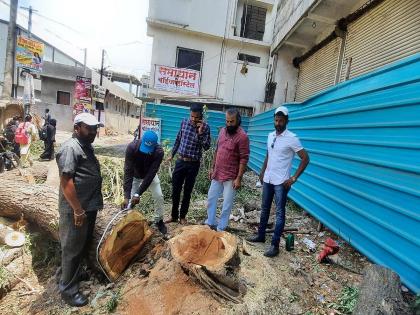 Latur: Tree felled without permission; 1 lakh fine notice action of Latur municipality | Latur: विनापरवाना झाड तोडले; १ लाखाच्या दंडाची नोटीस लातूर मनपाची कारवाई