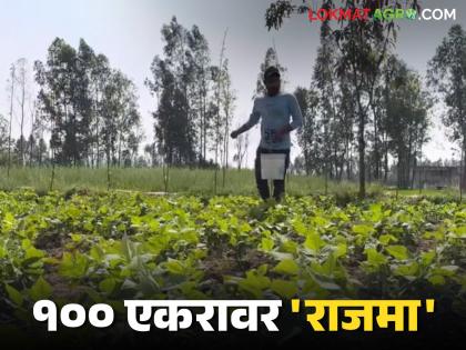 Latest News Rajma on 100 acres in the onion belt, cost of 12 thousand per acre and income of 1.5 lakh, read in detail | कांदा पट्ट्यात 100 एकरांवर राजमा, एकरी बारा हजार खर्च अन् दीड लाखांचे उत्पन्न, वाचा सविस्तर Latest News Rajma on 100 acres in the onion belt, cost of 12 thousand per acre and income of 1.5 lakh, read in detail | कांदा पट्ट्यात 100 एकरांवर राजमा, एकरी बारा हजार खर्च अन् दीड लाखांचे उत्पन्न, वाचा सविस्तर