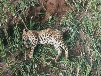 dead leopard found in rajuri area fear among the citizens aale phata | पुणे: राजुरी परिसरातील शेतात आढळला मृत बिबट्या