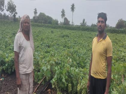 Two acres of vineyards in Bilur collapsed due to thunderstorm in Jat taluka | जत तालुक्यात मेघगर्जनेसह वादळी पाऊस, बिळूरमध्ये दोन एकर द्राक्षबाग कोसळली