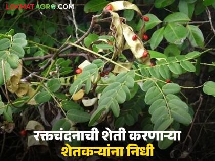 Latest News Raktachandan Sheti Fund of Rs 55 lakh released for sandalwood farmers of tamilnadu | रक्तचंदनाच्या शेतकऱ्यांसाठी 55 लाख रुपयांचा निधी जारी, कशी असते रक्तचंदनाची शेती? Latest News Raktachandan Sheti Fund of Rs 55 lakh released for sandalwood farmers of tamilnadu | रक्तचंदनाच्या शेतकऱ्यांसाठी 55 लाख रुपयांचा निधी जारी, कशी असते रक्तचंदनाची शेती?