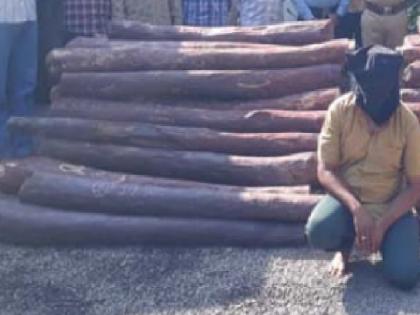 Bangalore gang involved in interstate smuggling of sandalwood | रक्तचंदनाच्या आंतरराज्य तस्करीत बंगळुरुची टोळी, दोन कोटीचे रक्तचंदन केले होते जप्त