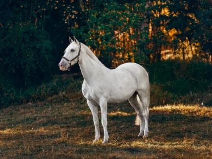 Stolen horse from Ramdev Baba temple in Nagpur | नागपुरातील रामदेवबाबा मंदिरातून चक्क घोड्याची चोरी