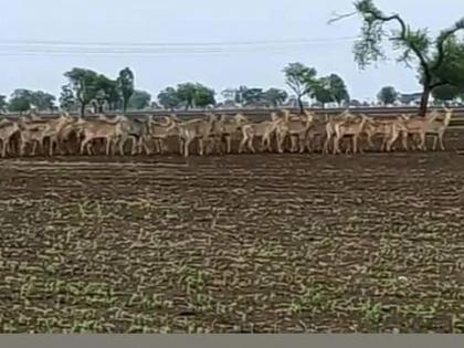 Farmers from 12 villages give up sowing sorghum , green gram | वन्य प्राण्यांच्या हैदोसात १२ गावांतील शेतकऱ्यांनी सोडून दिला ज्वारीचा पेरा!