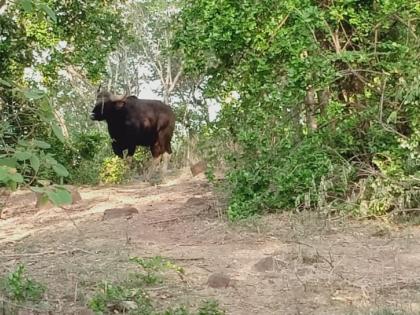 Cows live in Panhala-Pavangad area | पन्हाळा-पावनगड परीसरात गव्यांचे वास्तव्य