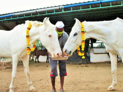 Two horses in animal orphanage they got the name Alia Ranbir inspiration from marriage couple | Ranbir-Alia : प्राण्यांच्या अनाथालयात दोघांचा जीव जडला; अश्वांच्या जोडीला मिळाले 'आलिया-रणबीर'चे नाव