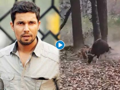 tiger hunt gaur video goes viral on internet | Viral Video: वाघाने केली पिल्लाची शिकार, हतबल आई मात्र पाहत राहिली! रणदिप हुडा म्हणाला, ये जंगल है!