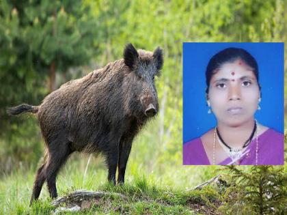 Woman injured in wild boar attack in Savarde Budhruk Shahuwadi Kolhapur district | Kolhapur- रानडुक्कराच्या हल्यात महिला जखमी, शेतकऱ्यांमध्ये भीतीचे वातावरण