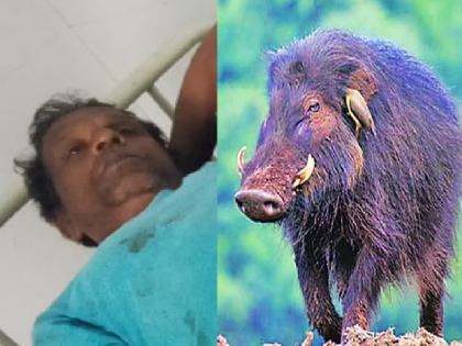 Adult injured in wild boar attack, incident near Devrukh | Ratnagiri: रानडुकराच्या हल्ल्यात प्रौढ जखमी, देवरुखनजीकची घटना