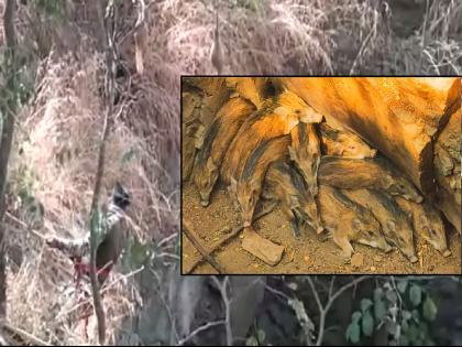 Wild pigs fell into the well in sadale madale kolhapur | Kolhapur: सादळे-मादळेत पडक्या विहिरीत पडला रानटी डुकरांचा कळप; वनविभाग, रेस्कू टीमने दिले जीवदान