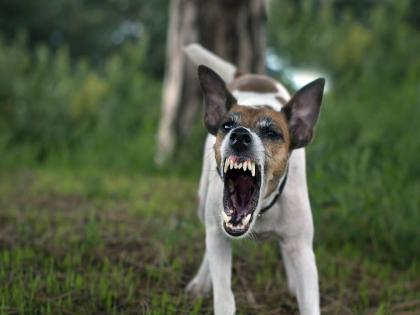 In Bihar, a angry dog bite from 50 people in 90 minutes | ९० मिनिटांत 'त्याने' ५० जणांचा घेतला चावा; लोकांमध्ये पसरली दहशत, संतप्त जमावाने ठार केले In Bihar, a angry dog bite from 50 people in 90 minutes | ९० मिनिटांत 'त्याने' ५० जणांचा घेतला चावा; लोकांमध्ये पसरली दहशत, संतप्त जमावाने ठार केले