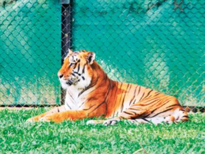 Ranichi Baug: Tourist influx to the Queen's Garden reduced, revenue declines | राणीच्या बागेत पर्यटकांचा ओघ कमी, महसुलात घट; गेल्या आर्थिक वर्षात २३.५७ लाख पाहुण्यांची भेट Ranichi Baug: Tourist influx to the Queen's Garden reduced, revenue declines | राणीच्या बागेत पर्यटकांचा ओघ कमी, महसुलात घट; गेल्या आर्थिक वर्षात २३.५७ लाख पाहुण्यांची भेट