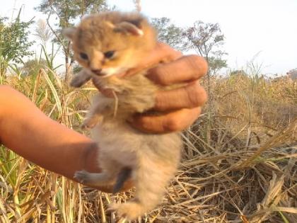 Cat cubs were found in a suburb called Kabadki Wing in Karad | ..अन् शेतकऱ्यांनी सोडला सुटकेचा नि:श्वास, विंगच्या शिवारात आढळलेली पिल्ली रानमांजराची