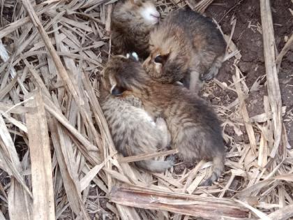 Cubs of wild cat found while cutting sugarcane in Supane Karad Taluka Satara District | सातारा: सुपनेत ऊसतोड करताना आढळली रानमांजराची पिल्ले!, बिबट्याच्या वावरामुळे गावात भीतीचे वातावरण