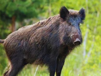 Kolhapur: Wild boar poachers, one arrested | Kolhapur: रानटी डुकराची शिकारी, मानवळेतील एकास अटक