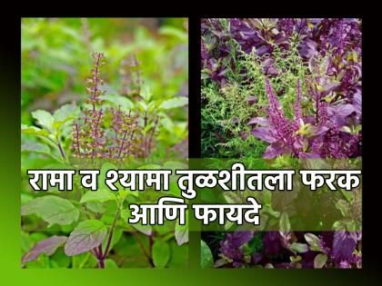 Vastu Tips: Which tulsi should be kept in the house, Rama or Shyama? Know its solutions and benefits! | Vastu Tips: कोणती तुळशी घरात ठेवावी, रामा की श्यामा? जाणून घ्या तिचे उपाय आणि फायदे!