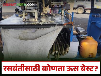 Latest News Which variety of sugarcane is best for Raswanti, demand for variety sugarcane, read in detail | Sugarcane Juice : रसवंतीसाठी ऊसाची कोणती जात सर्वात उत्तम, 'या' ऊसाला डिमांड, वाचा सविस्तर Latest News Which variety of sugarcane is best for Raswanti, demand for variety sugarcane, read in detail | Sugarcane Juice : रसवंतीसाठी ऊसाची कोणती जात सर्वात उत्तम, 'या' ऊसाला डिमांड, वाचा सविस्तर