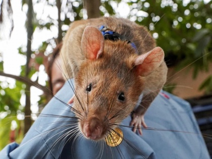 Hero rat renowned for record breaking Cambodia land mine detection dies | ‘गोल्ड मेडल’ विजेता उंदीरमामा मरण पावला; निधनाची बातमी ऐकून अख्खा देश हळहळला!