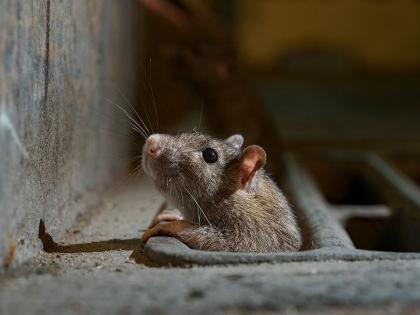 ‘कूपर’मध्ये दोन महिन्यांत ६ रुग्णांना उंदरांचा चावा; माहिती अधिकारात उघड; रुग्ण, नातेवाईक संतप्त - Marathi News | 6 patients bitten by rats in 'Cooper' in two months; RTI revealed; Patients, relatives angry | Latest News at Lokmat.com