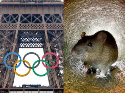 Olympics: Rats are everywhere in the sports village; Game aside, catching started in paris | ऑलिम्पिक: क्रीडाग्राममध्ये सर्वत्र उंदरांचा सुळसुळाट; खेळ बाजुला राहिला, पकडा पकडी सुरु