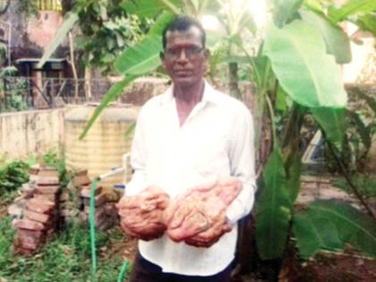 The farmer harvested three and a half kilos of yams | शेतकऱ्याने पिकविले साडेतीन किलोचे रताळे